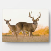Witstaarthert | Herfst in Texas Fotoplaat (voorkant)