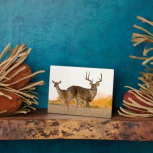Witstaarthert   Herfst in Texas Fotoplaat