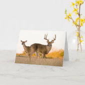 Witstaarthert | Herfst in Texas Kaart (Gele Bloem)
