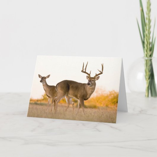 Witstaarthert | Herfst in Texas Kaart (Voorkant)