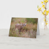 Witstaarthert Herfst in Texas Kaart (Gele Bloem)