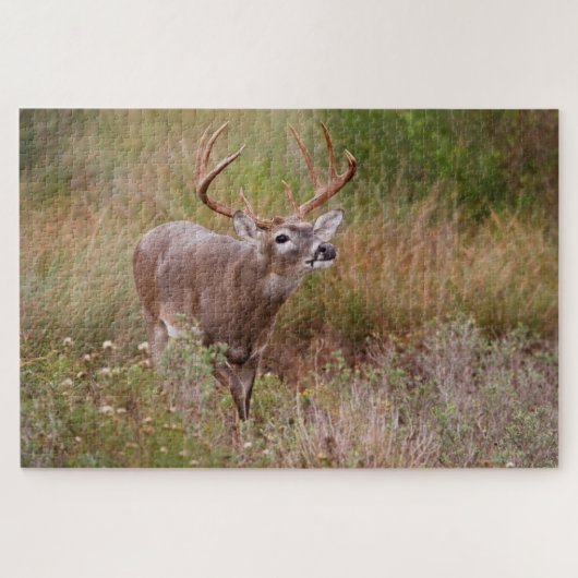 Witstaarthert herfst in Texas Legpuzzel (Horizontaal)