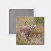 Witstaarthert Herfst in Texas Magneet (Voorkant / Achterkant)
