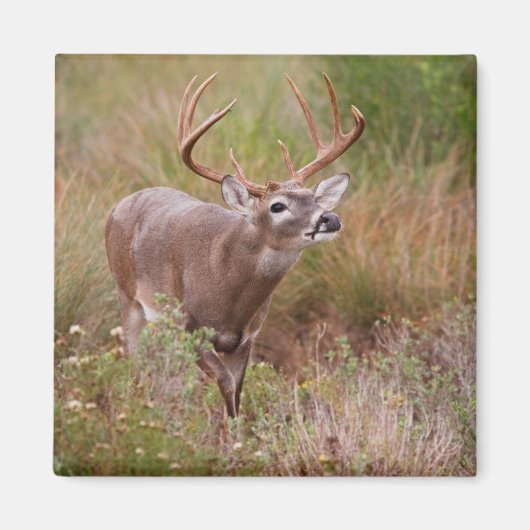 Witstaarthert Herfst in Texas Magneet (Voorkant)