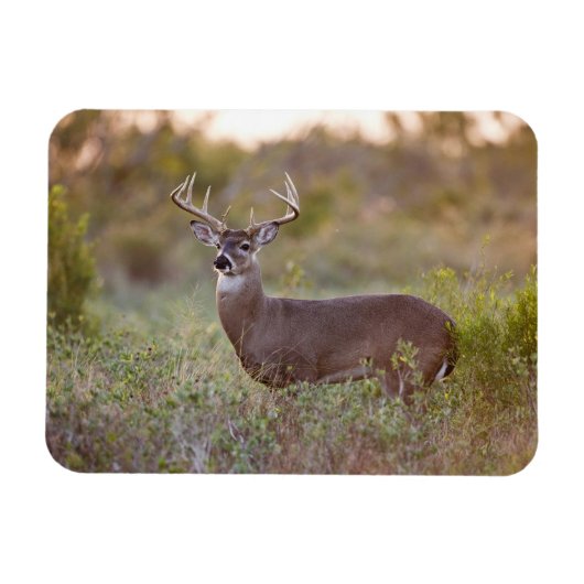 Witstaarthert | Herfst in Texas Magneet (Horizontaal)