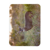 Witstaarthert | Herfst in Texas Magneet (Verticaal)