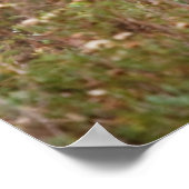 Witstaarthert Herfst in Texas Poster (Hoek)