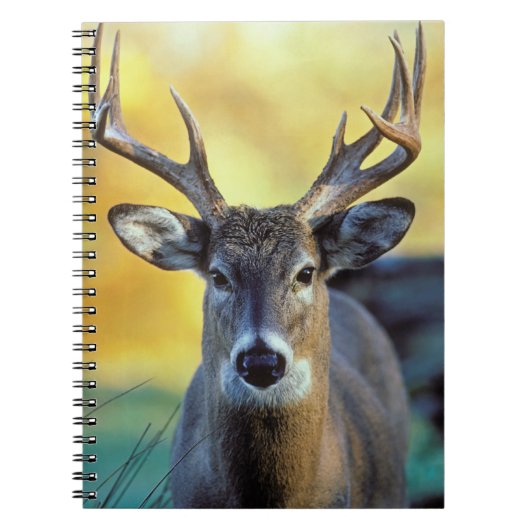 Witstaarthert | Herfst Notitieboek (Voorkant)