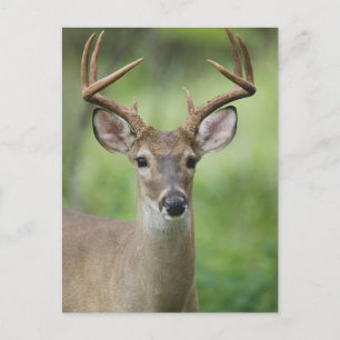 Witstaarthert   Hill Country, Texas Briefkaart