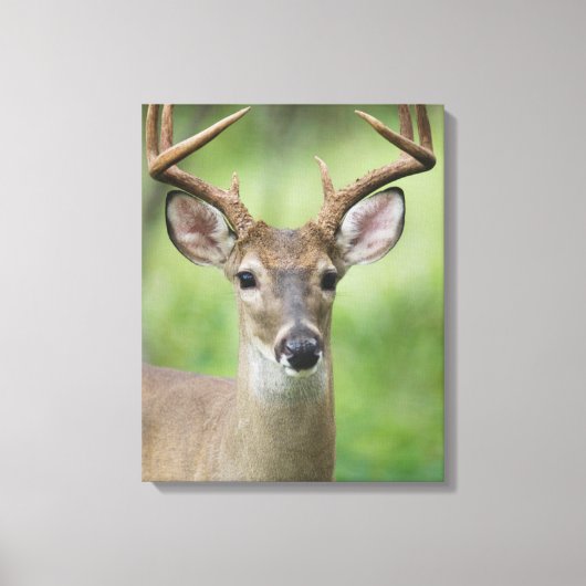 Witstaarthert | Hill Country, Texas Canvas Afdruk (Voorkant)