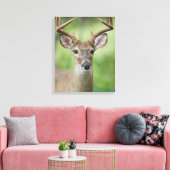 Witstaarthert | Hill Country, Texas Canvas Afdruk (Insitu (Woonkamer))