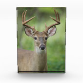 Witstaarthert | Hill Country, Texas Fotoblokken (Voorkant)