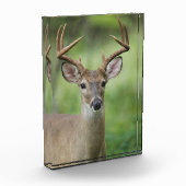Witstaarthert | Hill Country, Texas Fotoblokken (Links)