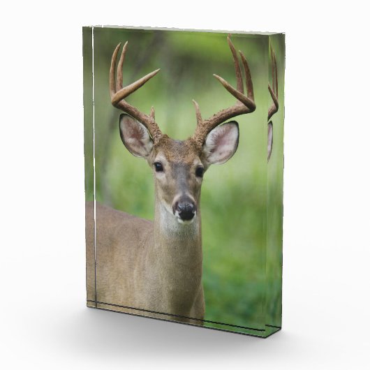 Witstaarthert | Hill Country, Texas Fotoblokken (Rechts)