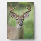 Witstaarthert | Hill Country, Texas Fotoplaat (voorkant)