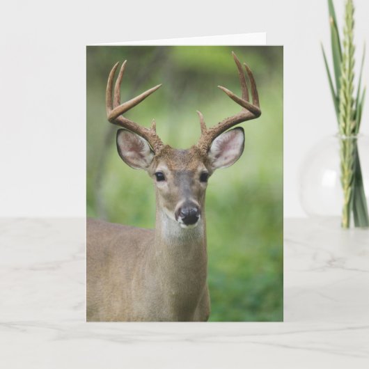 Witstaarthert | Hill Country, Texas Kaart (Voorkant)