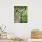 Witstaarthert | Hill Country, Texas Poster (Keuken)