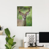 Witstaarthert | Hill Country, Texas Poster (Thuiskantoor)