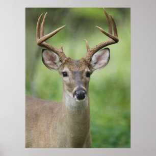 Witstaarthert   Hill Country, Texas Poster