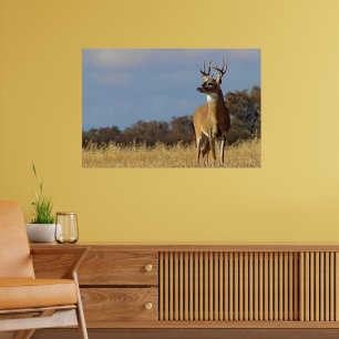 Witstaarthert ingelijste print
