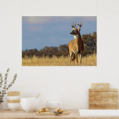 Witstaarthert ingelijste print (Keuken)