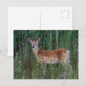 Witstaarthert | National Bison Range Montana Briefkaart (Voorkant / Achterkant)