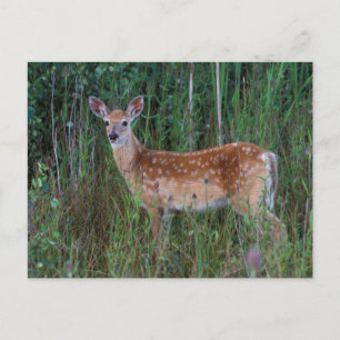 Witstaarthert National Bison Range Montana Briefkaart