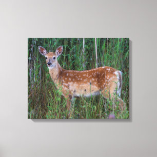 Witstaarthert   National Bison Range Montana Canvas Afdruk