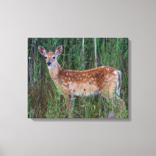 Witstaarthert | National Bison Range Montana Canvas Afdruk (Voorkant)