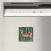 Witstaarthert | National Bison Range Montana Magneet (Insitu (Vaatwasser))