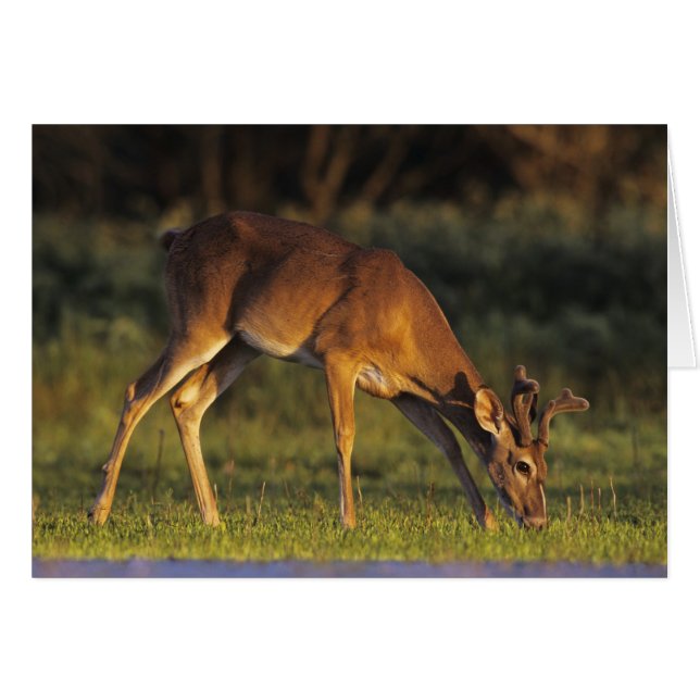Witstaarthert, Odocoileus virginianus (Voorkant Horizontaal)