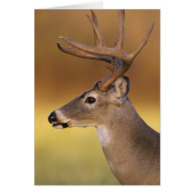Witstaarthert, Odocoileus virginianus, (Voorkant)
