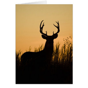 Witstaarthert Odocoileus virginianus)