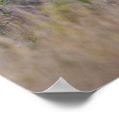 Witstaarthert Odocoileus virginianus) 2 Poster (Hoek)