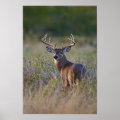 Witstaarthert Odocoileus virginianus) 2 Poster (Voorkant)