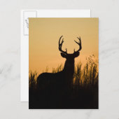 Witstaarthert Odocoileus virginianus) Briefkaart (Voorkant / Achterkant)