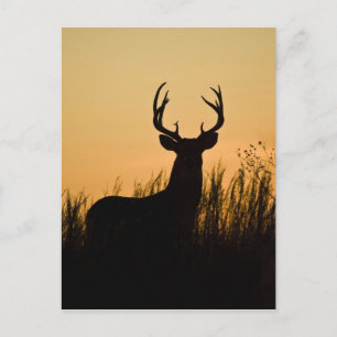 witstaarthert (Odocoileus virginianus) Briefkaart
