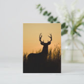 Witstaarthert Odocoileus virginianus) Briefkaart (Staand voorkant)