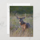 witstaarthert Odocoileus virginianus Briefkaart (Voorkant / Achterkant)