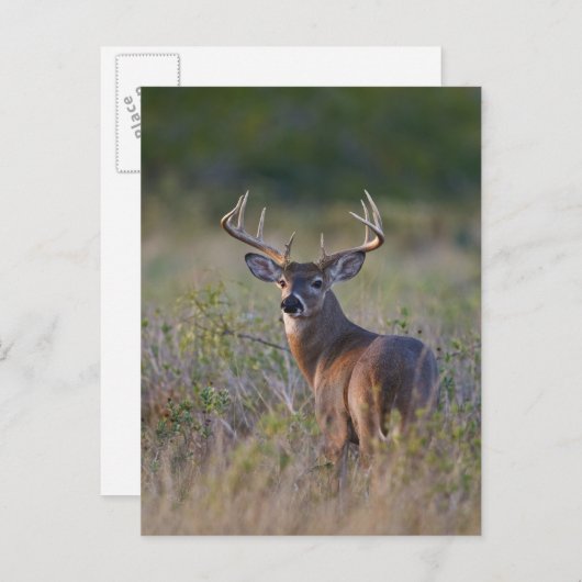 witstaarthert Odocoileus virginianus Briefkaart (Voorkant / Achterkant)