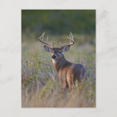 witstaarthert Odocoileus virginianus Briefkaart (Voorkant)