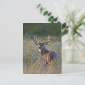 witstaarthert Odocoileus virginianus Briefkaart (Staand voorkant)