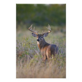 witstaarthert Odocoileus virginianus Foto Afdruk (Voorkant)