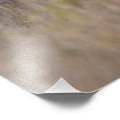 witstaarthert Odocoileus virginianus Foto Afdruk (Hoek)