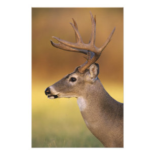 Witstaarthert, Odocoileus virginianus, Foto Afdruk