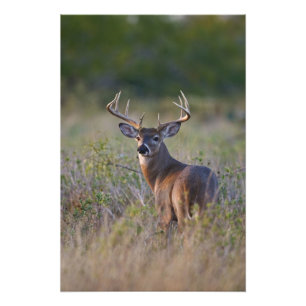 witstaarthert Odocoileus virginianus Foto Afdruk