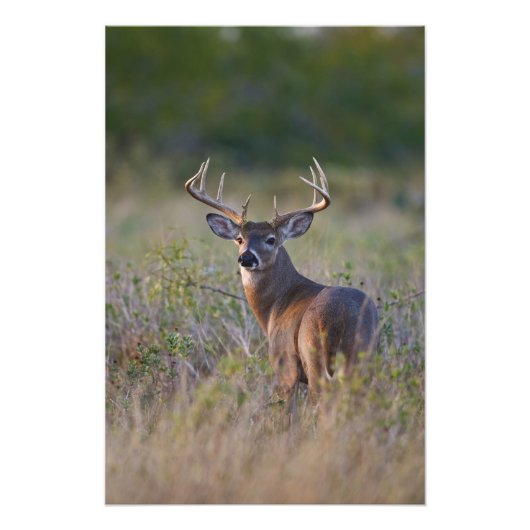witstaarthert Odocoileus virginianus Foto Afdruk (Voorkant)