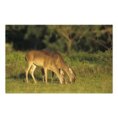 Witstaarthert, Odocoileus virginianus Foto Afdruk (Voorkant)