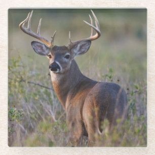 witstaarthert Odocoileus virginianus Glazen Onderzetter