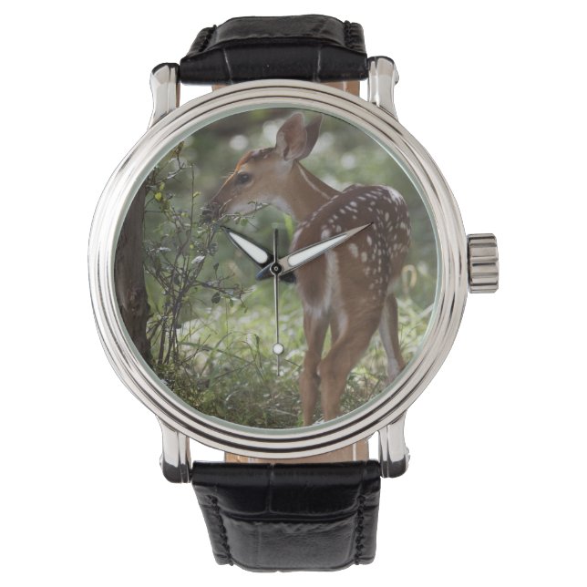 Witstaarthert, Odocoileus virginianus Horloge (Voorkant)